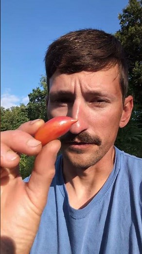 Pink Tiger Tomato #tomato #heirloom #bakercreek