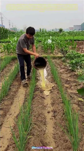 Le seau verse l'or brun : comment un liquide fermenté nourrit les rangées de poireaux