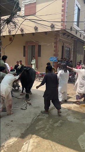 Dangerous bull out of control 😱qurbani2025❤️#petlover #bull #bulllovers #ytshorts #cow #bakraeid