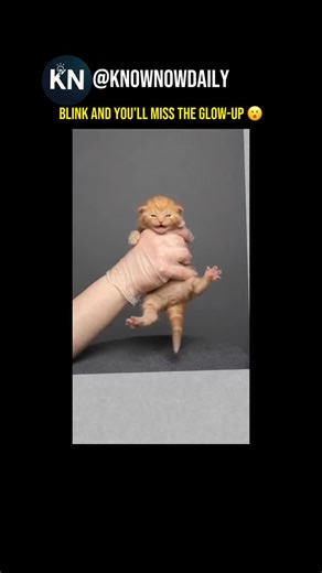 Know Now Daily | This timelapse shows the developmental growth of a kitten as it matures into an adult cat. You can see changes in size, posture, fur... | Instagram