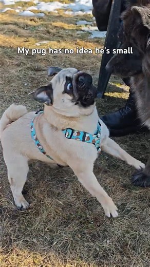 My pug has no idea he's small 🤣 #dog #dogfriends #dogfriendship #dogplaying