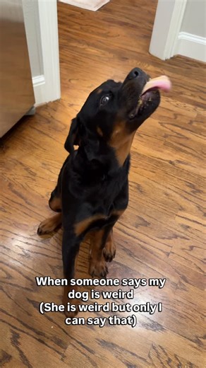 Lou | Rottweiler Puppy | Peanut butter makes me do strange things🥜 What snack does your dog go crazy for?? #dogandpeanutbutter #rottielovers #rottweillerpuppy... | Instagram