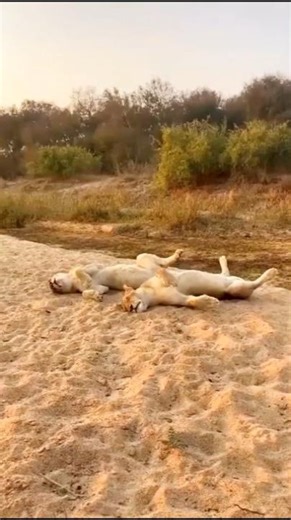 Caçando um leão adormecido no risco de vida #shorts #lion #hunting #wildlife