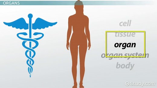 Medical Terminology for Tissues, Organs & Glands