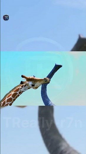 Giraffe Vs Elephant fight for Water | GiraffeVsElephant al #GiraffeVsElephant #animals