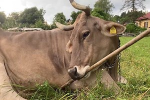 A cow named Veronika shocked scientists with a new skill — proving they’re a lot smarter than we thought: ‘Not accidental’