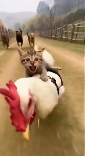 "Funny Cat Riding a Chicken While Dogs Chase! 🐔🐱😂 | Epic Animal Adventure 2025"