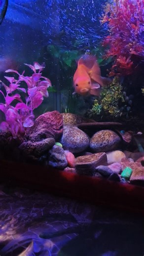 gold fish add in an aquarium #golffish #aquarium #aqua #fish #fishing #water #filter