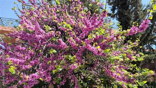 View of a spring-blooming Judas tree (Cercis siliquastrum), with bees pollinating its blossoms.