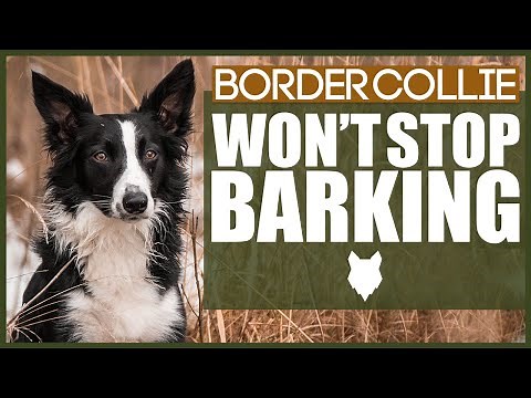 How To Stop Your BORDER COLLIE Barking
