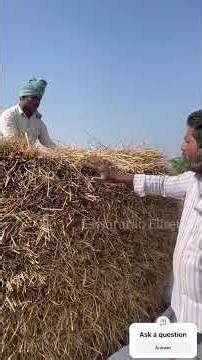 పంట కోసిన తర్వాత ఇలా కుప్ప పెడతారు! #PaddyKuppa #PaddyDrying ##FarmersLife #PaddyStorage
