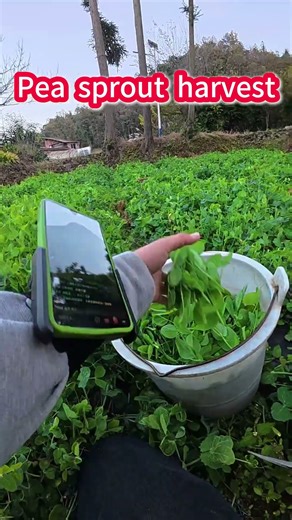 Crisp Pea Sprouts Falling Like Rain
