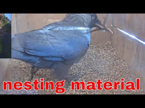 Jackdaw Brings Nest Material… Then Removes It! 🐦