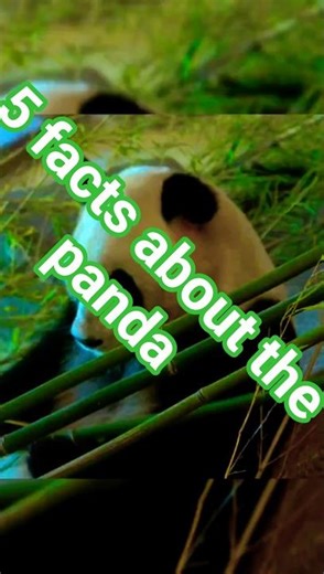 5 Facts About Panda Everyone Should Know!
