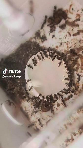 eating 😋 #tetramoriumbicarinatum #antkeeping #ant