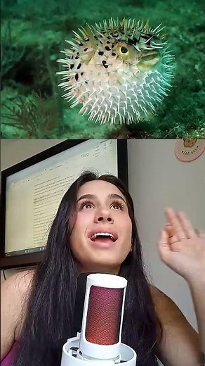 Como são os animais de "O Espanta Tubarões" na vida real? Vocês pediram muito esse vídeo!