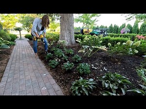 Planting a Pine, Roses & Perennials! 🌹🌿💚 // Garden Answer