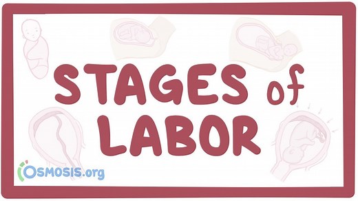 Stages of labor: Video, Causes, & Meaning | Osmosis