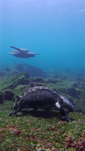 Underwater Galapagos Iguana