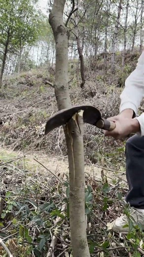 Tips for cutting a tree with a sickle: Angle and force matter!