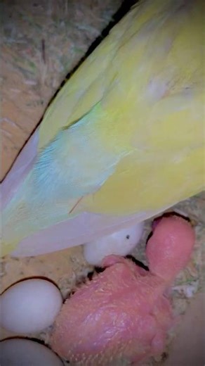 Hand-Feeding Lovebirds: The Ultimate Guide!