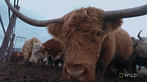 21K views · 30 shares | Dr. Oakley assists in rounding up 85 cattle to treat before the winter season arrives. | National Geographic Animals | Facebook