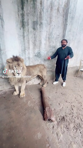 Adorable Lion Videos: Lions Chuffing, Lion Cubs, and More!