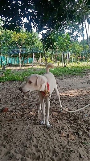 dog Mindvoice#dog #dog #dogs #views #entertainment