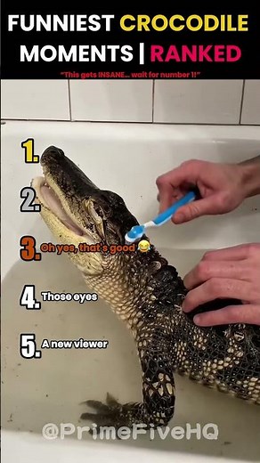 Funniest Crocodile Moments | Ranked 🐊😂 #shorts