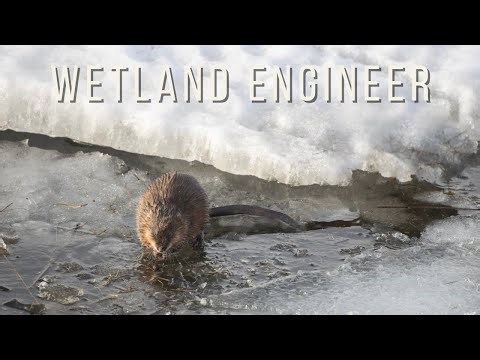 Common Muskrat: The Unsung Engineer of Wetlands