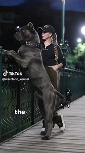 2.9K reactions · 184 shares | Meet the Cane Corso, the strongest land creature in Fiji. #Canecorso #Fiji | Cane Corso Fiji | Facebook