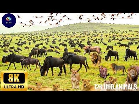 4K AFRICAN WILDLIFE: Masai Mara, Kenya – Scenic Animal Documentary with African Rhythms