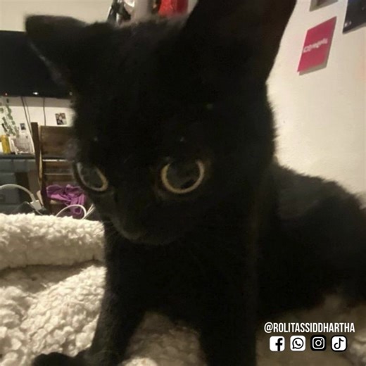 Mi cabeza cada que escucho Respiro. -𝓖𝓾𝓪𝓰𝓵𝔂 🩷 | 𝑹𝒐𝒍𝒊𝒕𝒂𝒔 𝑺𝒊𝒅𝒅𝒉𝒂𝒓𝒕𝒉𝒂