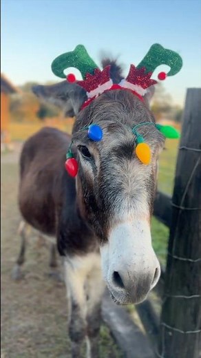 Shop @Chewy’s holiday collection for all your pet must-haves at chewy.com! #ChewyPartner #ad