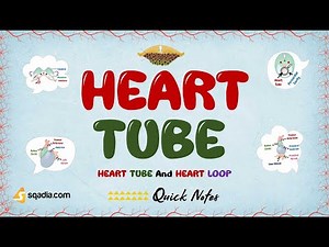 Heart Tube and Heart Loop | Heart Tube | Medical Genetics