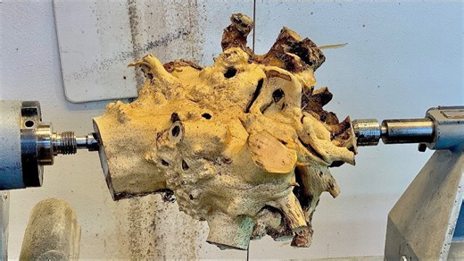 This elder root looked dead until I cut inside