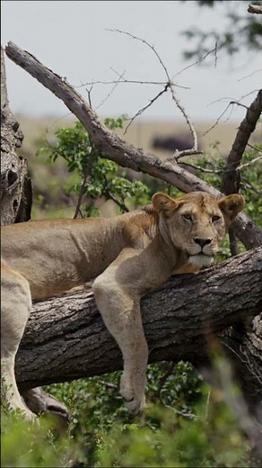 Tree-Climbing Lion in 4K ULTRA HD 🦁🌿 African Safari Wildlife