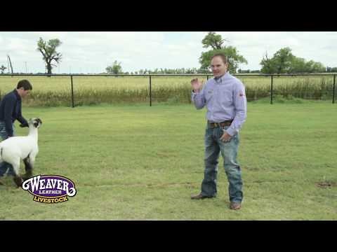 Training Sheep to Walk in the Show Ring