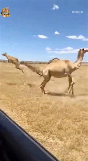 새끼낙타를 구해낸 엄마낙타의 뒷발차기 Mother Camel Kicks Away a Cheetah#camel #cheetah #wildlife