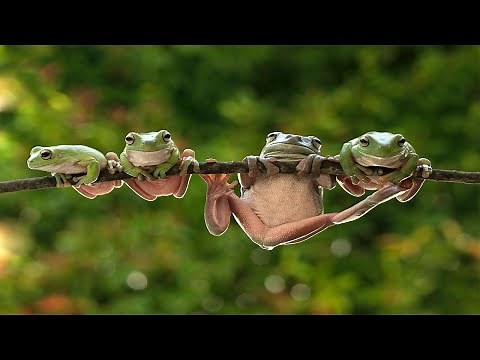 Frogs