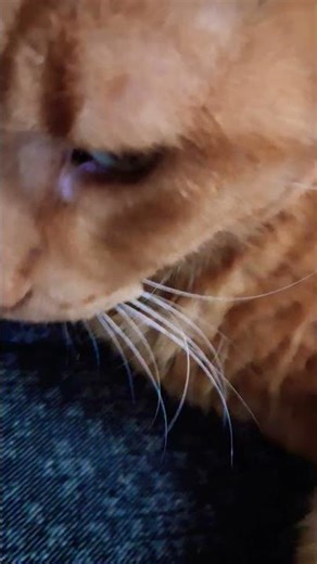 ο Πίπης κάθεται στον καναπέ του.