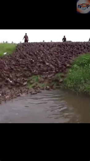 Raising Ducks for Sustainable Rice Farming Benefits