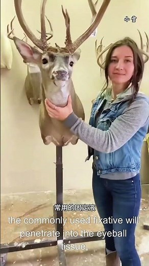 Animal Taxidermy Explained | Science, Art & Preservation