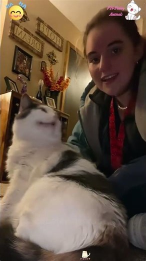 When A Cat Attacks Its Owner 😳Funny Cats