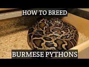 How to Breed Burmese Pythons