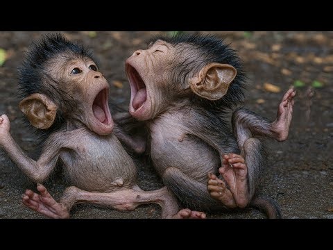 Happy Baby Monkey LIVE | Fun, Frolic & Friendship!