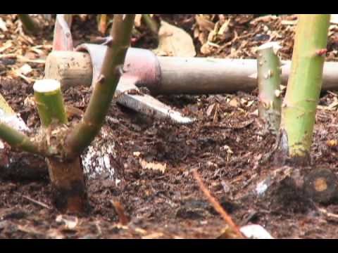 Rose-pruning demo