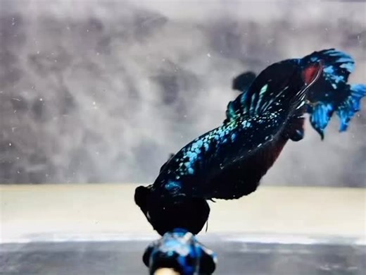 AVATAR BETTA FISH (MALE) | thailandbettafish.official