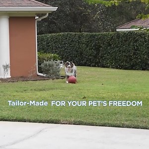 10K reactions · 21 shares | Tailor-made, in-ground pet fences designed for YOUR dog's personality, your yard, and your needs. | Invisible Fence Brand | Facebook