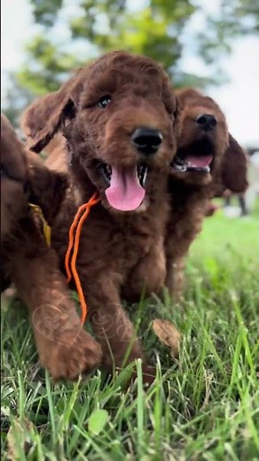 F1B Red Goldendoodles | 7-weeks old | Ruby & Kipling